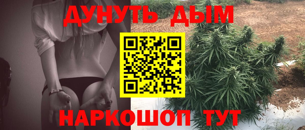Канабис сатива Корсаков